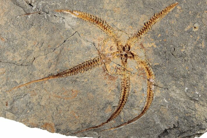 Ordovician Brittle Star (Ophiura) - Morocco #196743